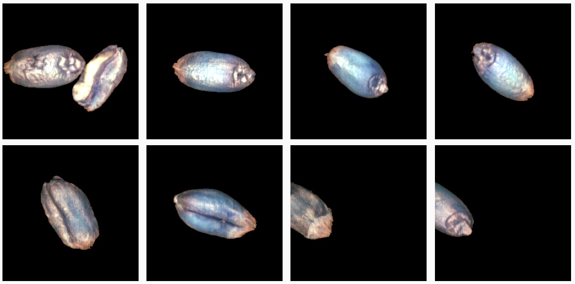Eight sample crops of individual wheat grains photographed on a black background