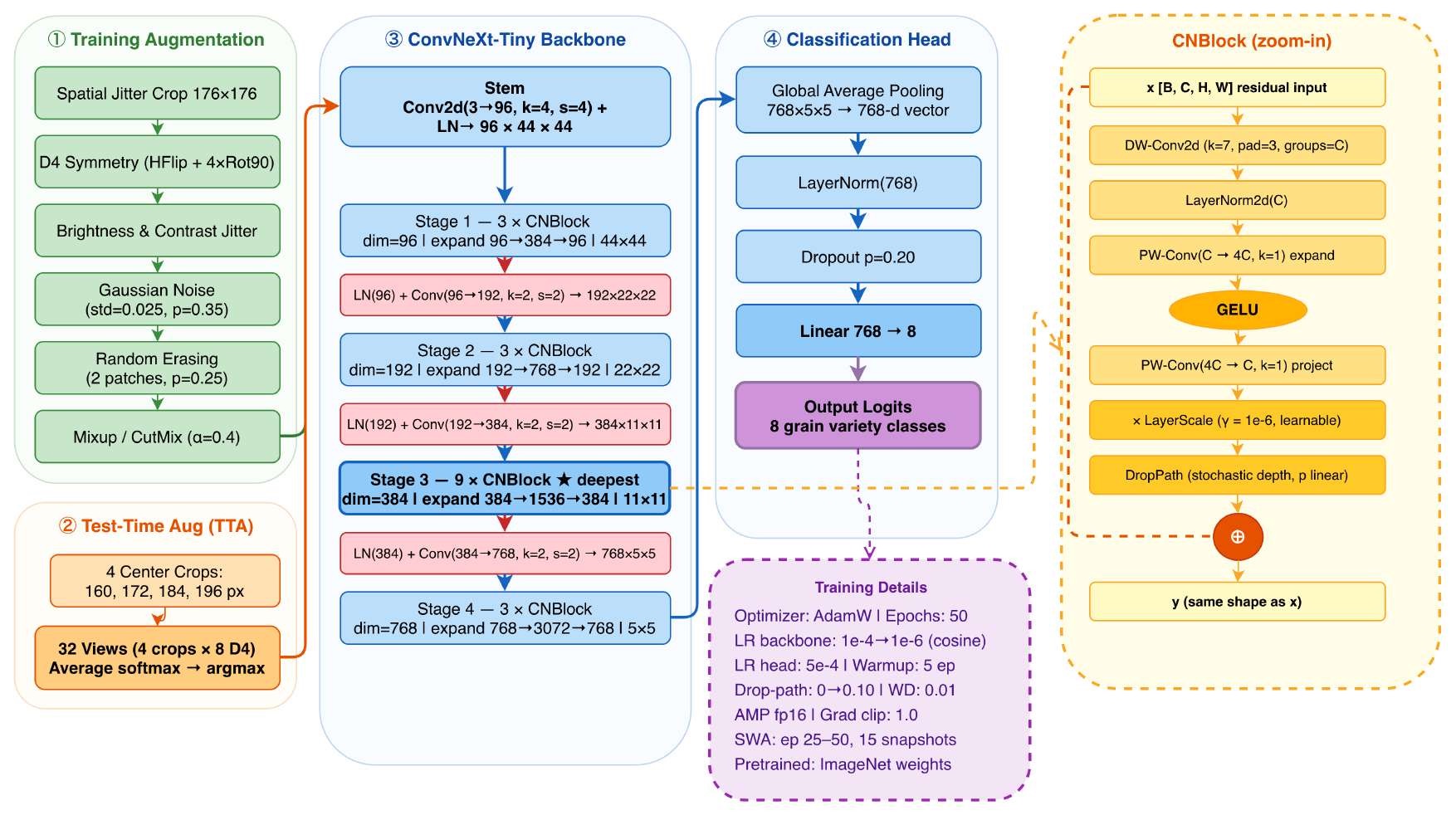 Diagram of the training augmentations, test-time augmentation, ConvNeXt-Tiny backbone and classification head